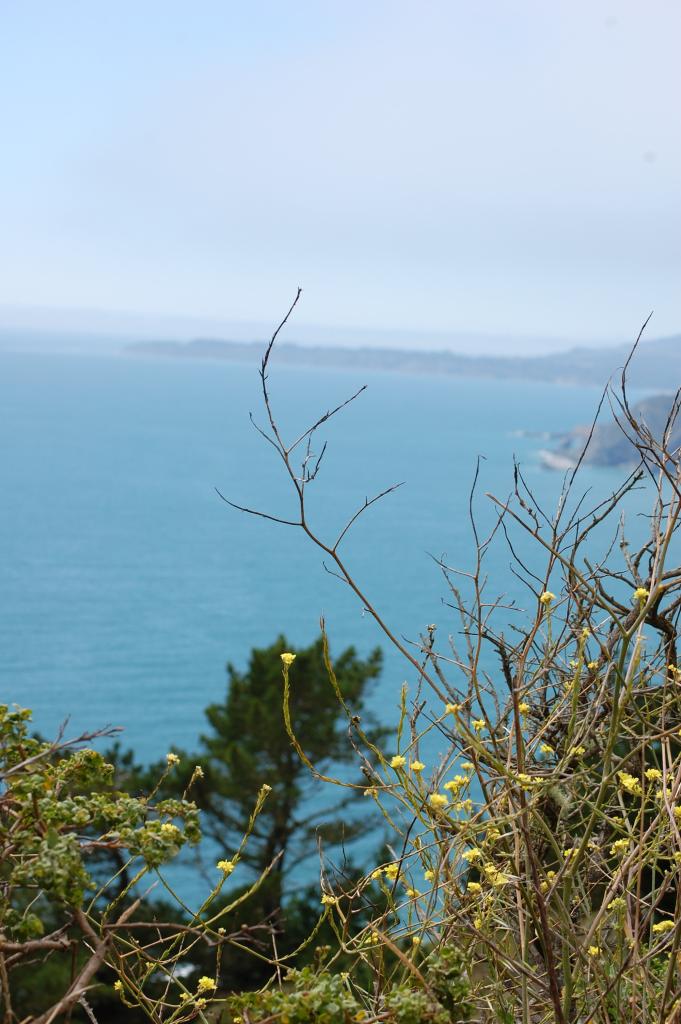 002 Muir Beach view 1