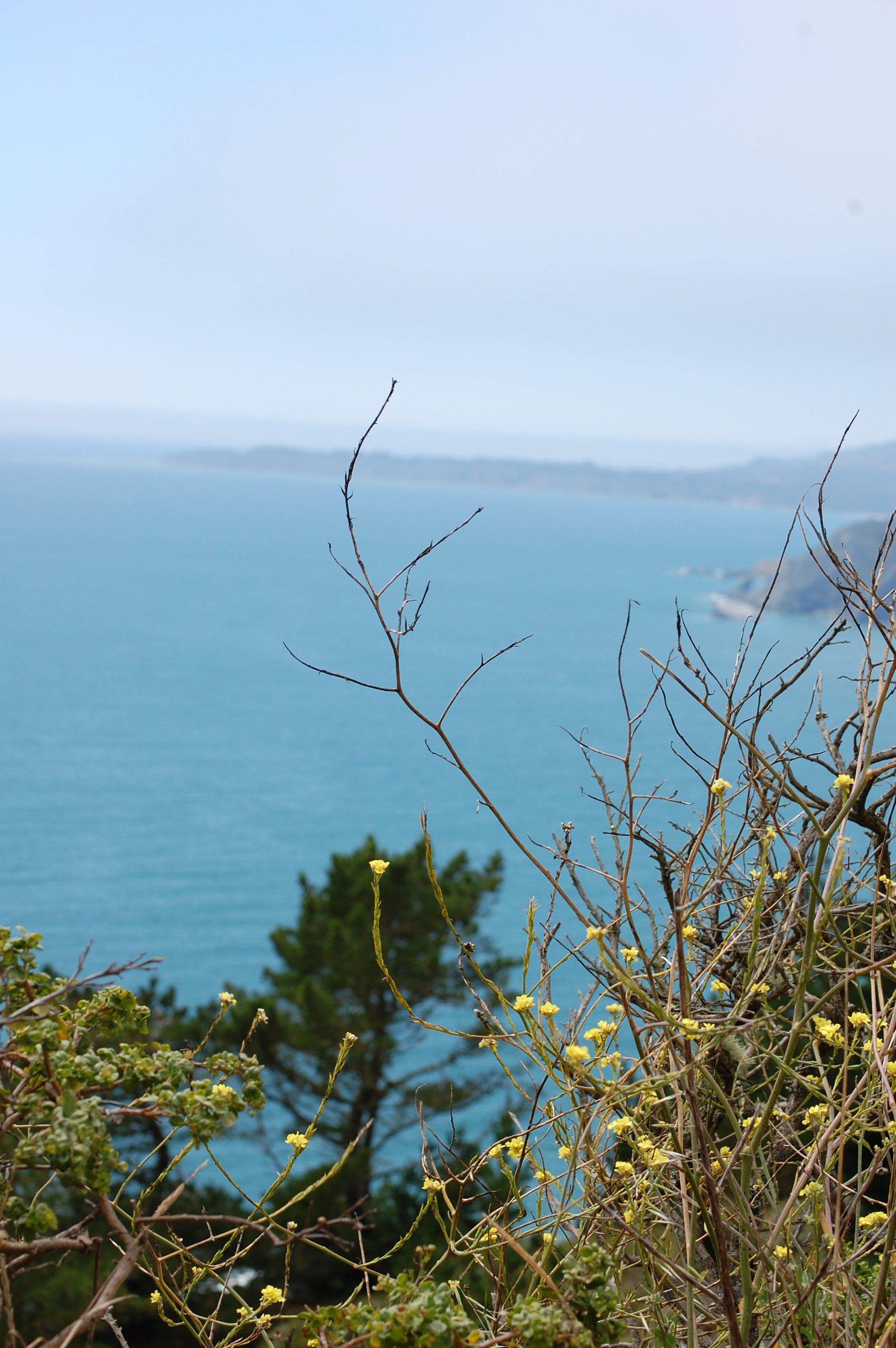 002 Muir Beach view 1