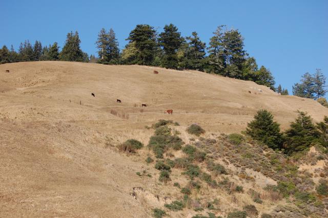 034 Sonoma Coast Cows 