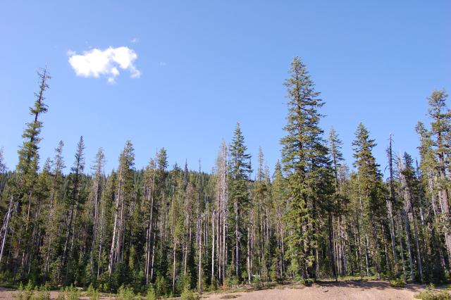 069 CraterLake Forest