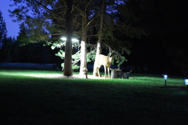 070 Deer 1