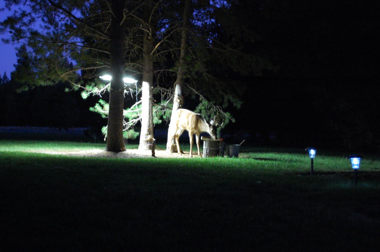 071 Deer 2