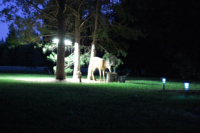 072 Deer 3