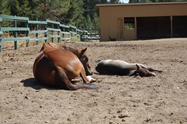 082 La Pine Horse 1
