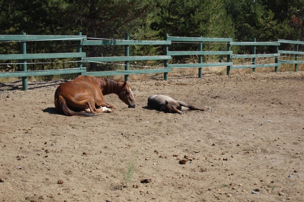 083 La Pine Horse 2