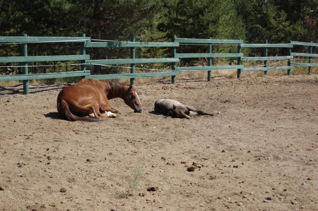 083 La Pine Horse 2
