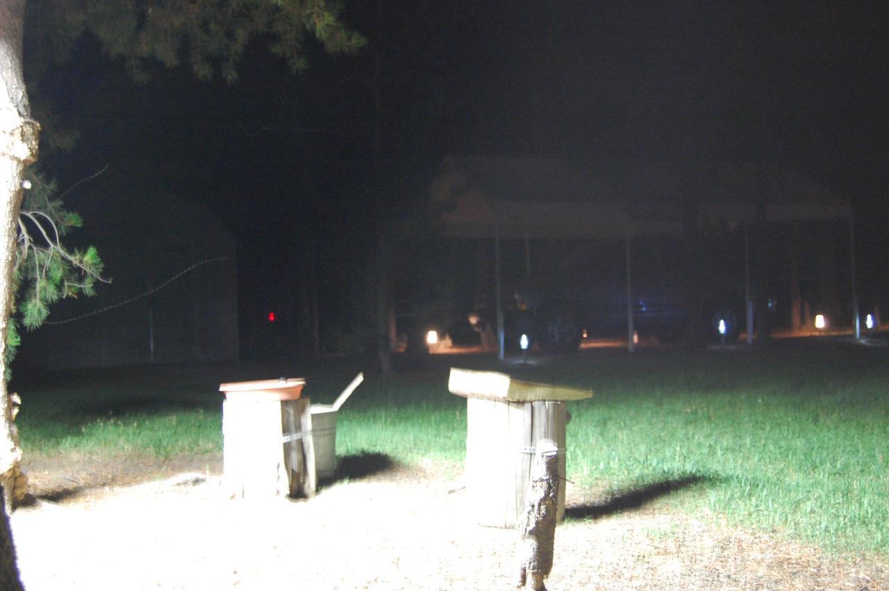 132 Night Feeder 1