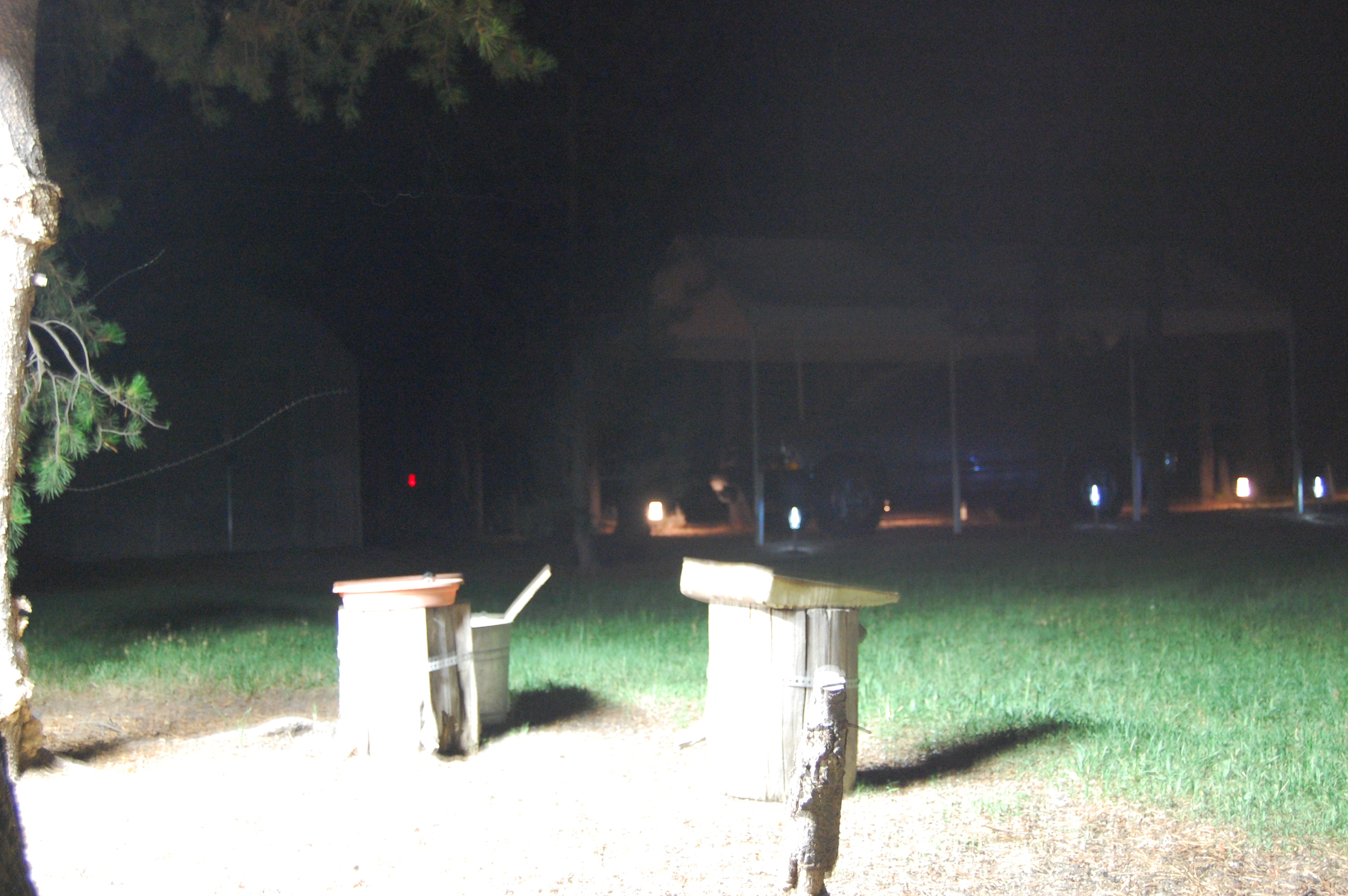 132 Night Feeder 1