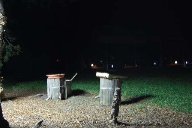 133 Night Feeder 2