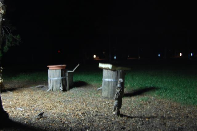 134 Night Feeder 3