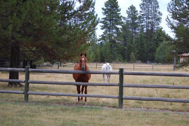 141 Horses 1