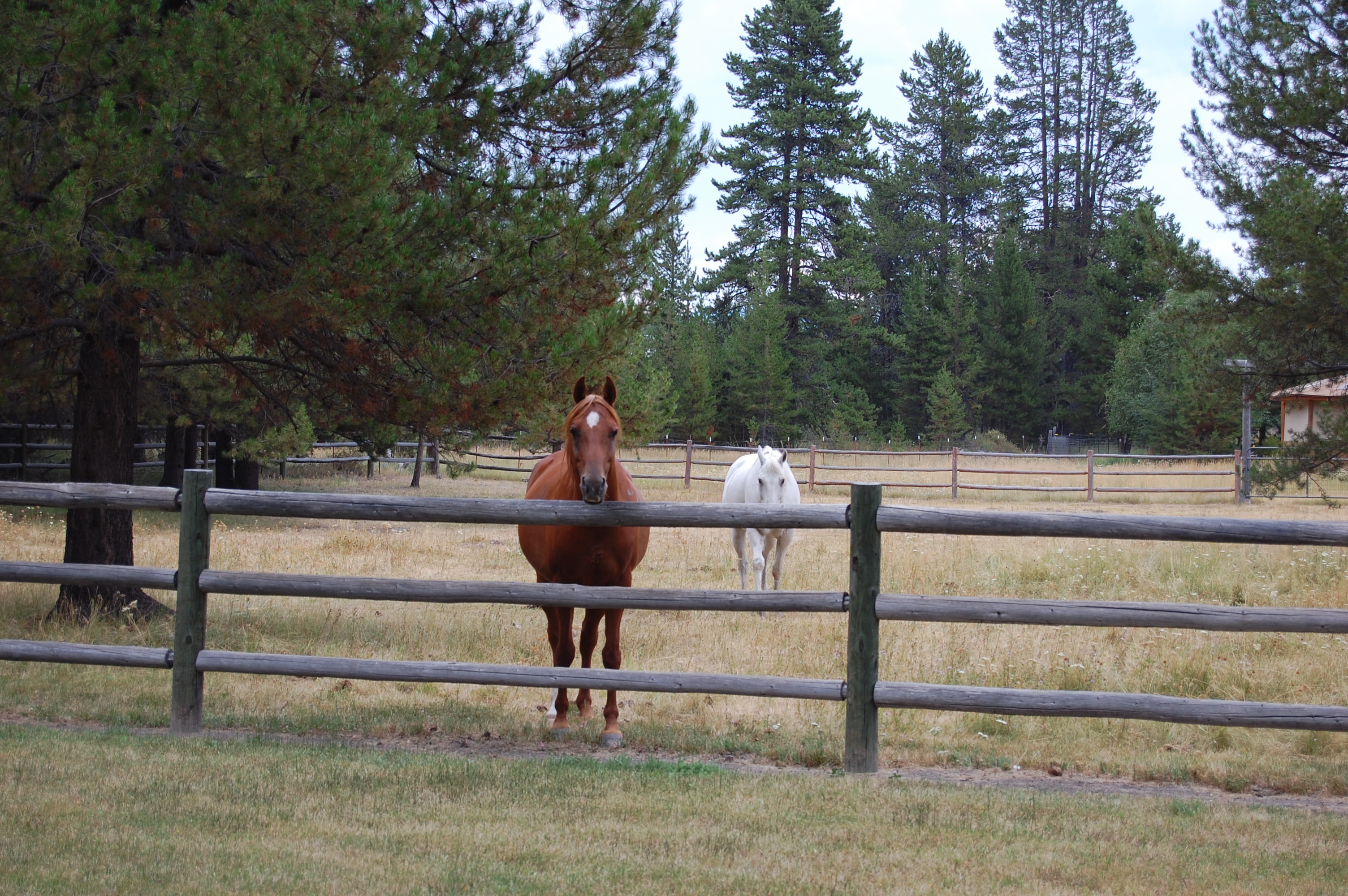 141 Horses 1