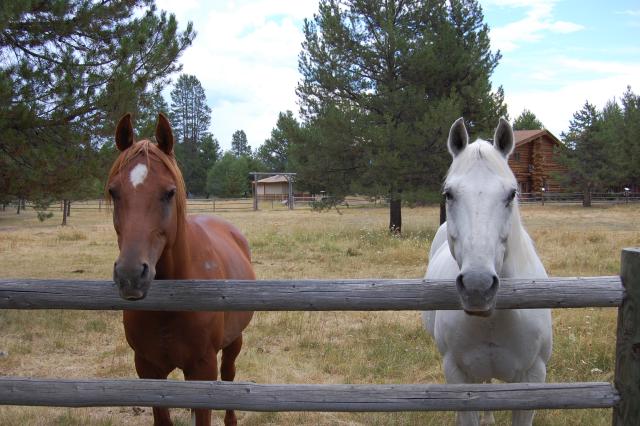 142 Horses Waiting for Carrots 1