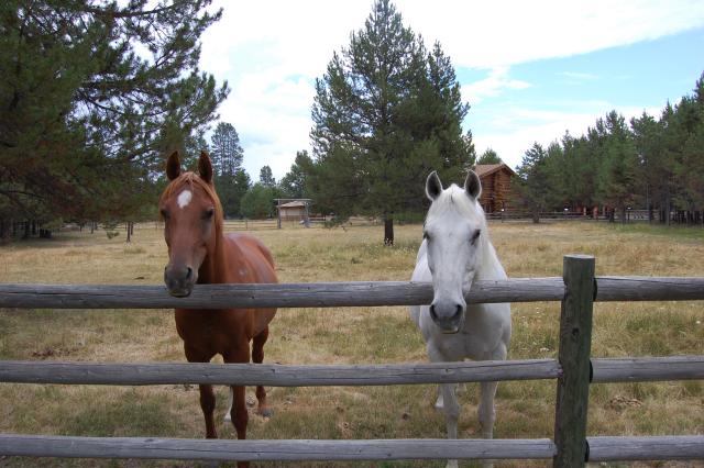 143 Horses Waiting for Carrots 2