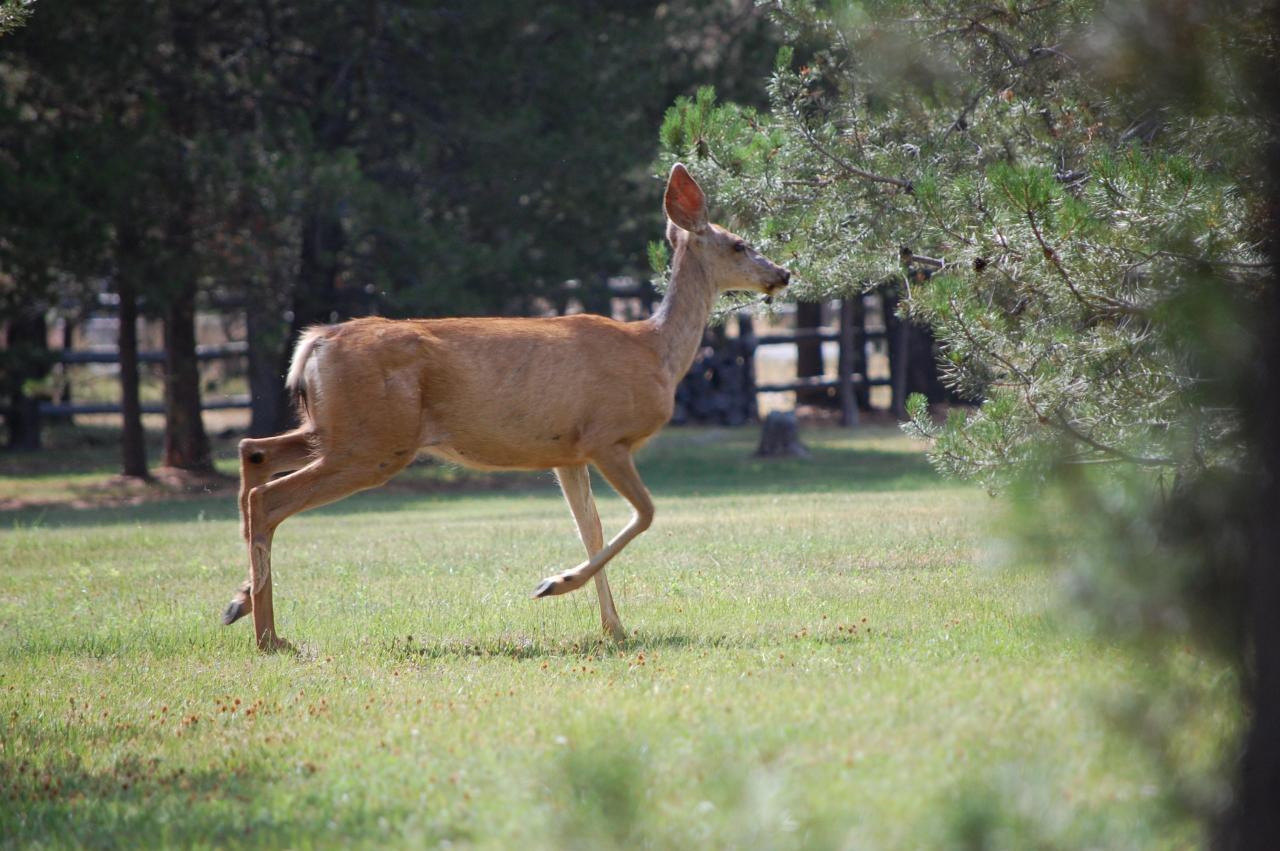 153 Deer Visitor 1