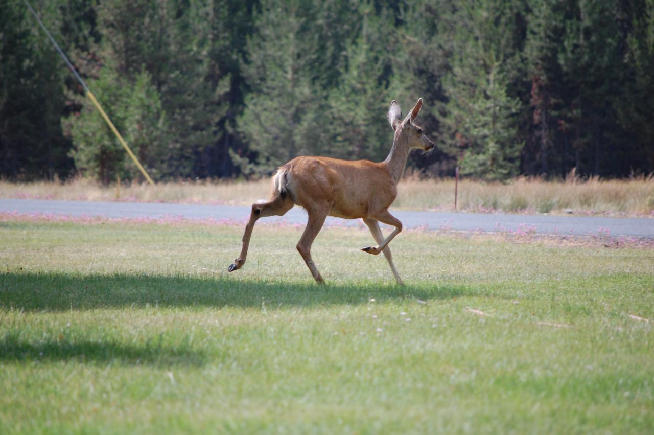 154 Deer Visitor 2