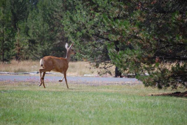 155 Deer Visitor 3
