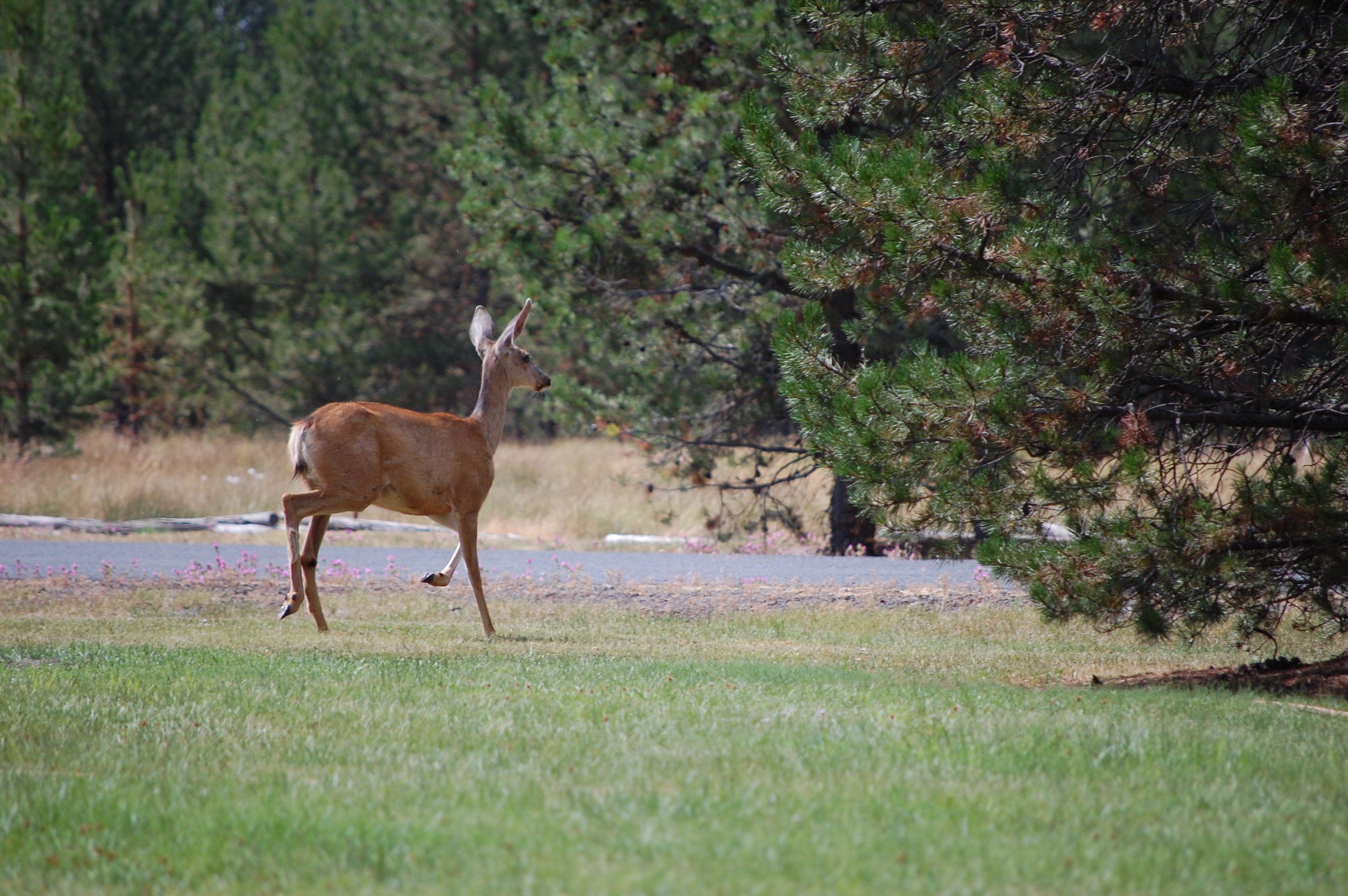 155 Deer Visitor 3