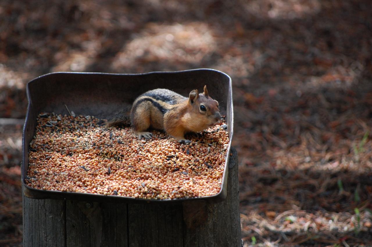 156 Chipmunk 1