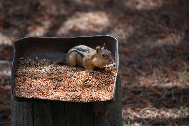 156 Chipmunk 1