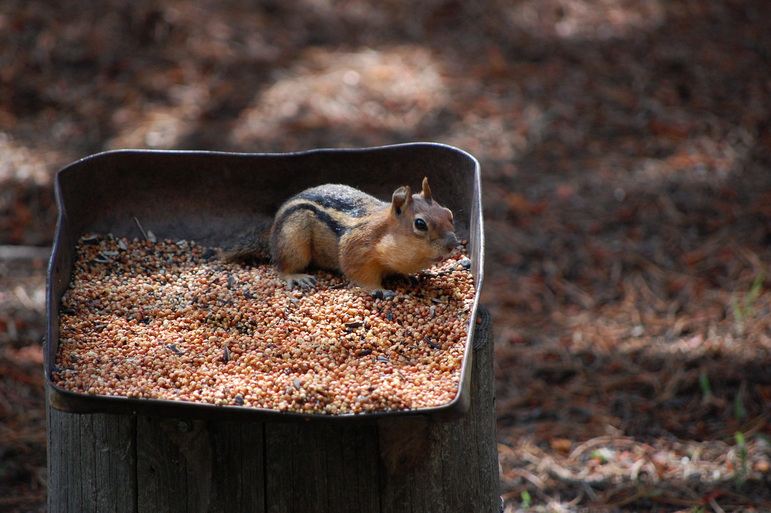 156 Chipmunk 1