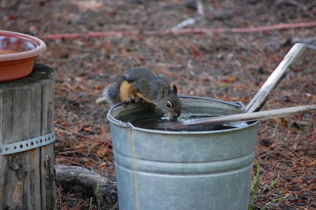 157 Pine Squirrell 
