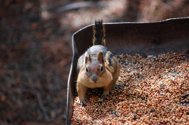 158 Chipmunk 3