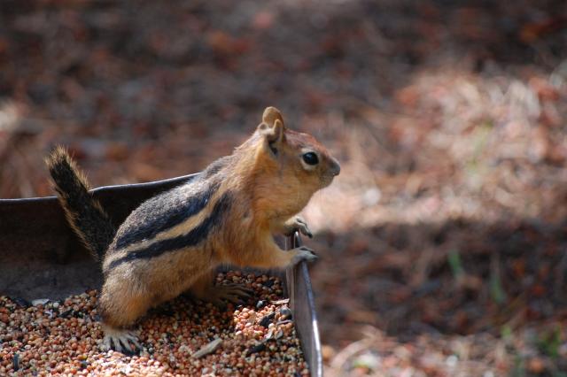 159 Chipmunk 2