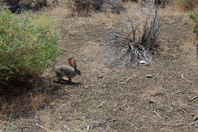 166 Fort Rock Bunny 2