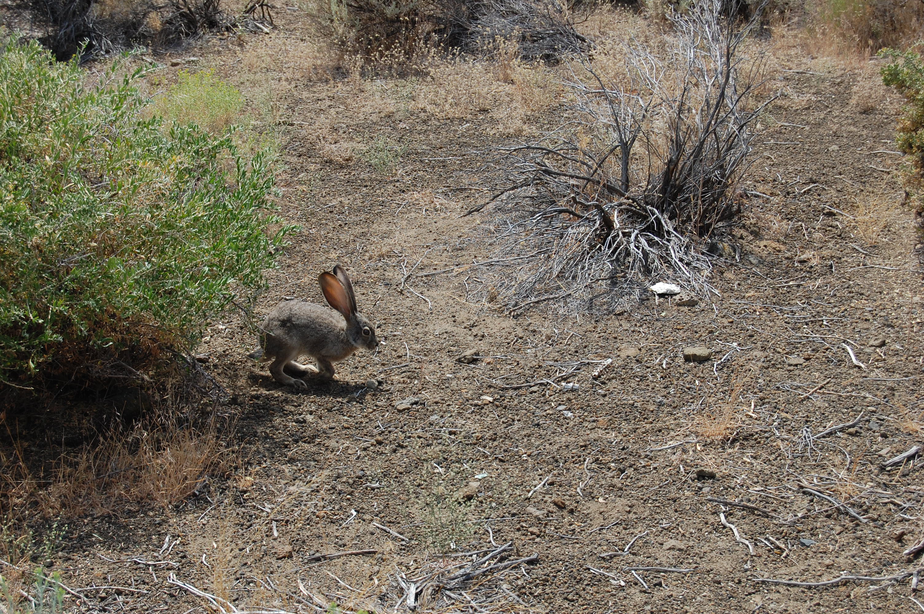 166 Fort Rock Bunny 2