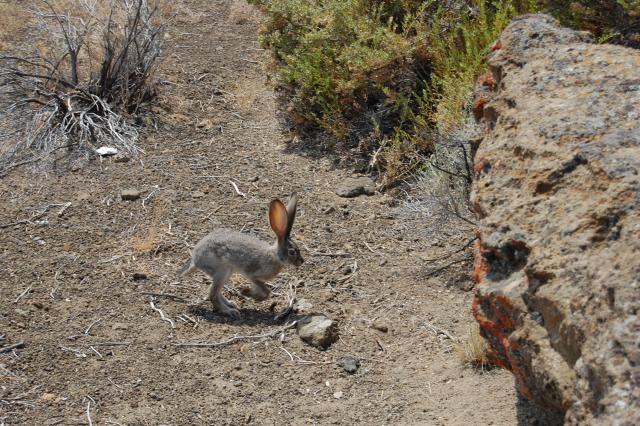 167 Fort Rock Bunny 3